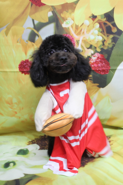 千葉県船橋市のトイプードルのトリミング画像