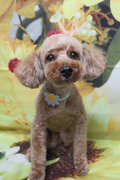 千葉県船橋市のトイプードルのトリミング画像