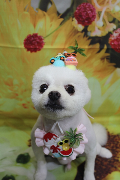 千葉県船橋市のポメラニアンのトリミング画像