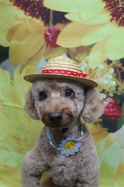 千葉県船橋市のトイプードルのトリミング画像