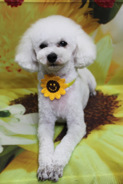 千葉県市川市のトイプードルのトリミング画像