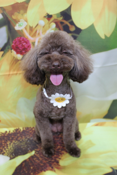 千葉県市川市のトイプードルのトリミング画像