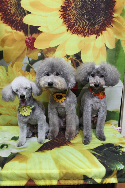 千葉県船橋市のトイプードルのトリミング画像