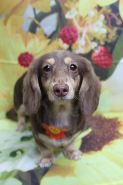 千葉県船橋市のミニチュアダックスのトリミング画像