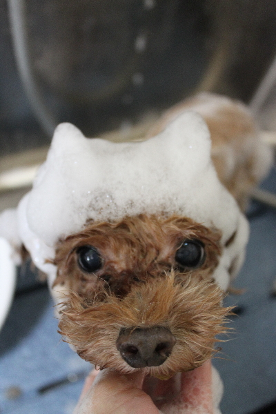 千葉県船橋市のトイプードルのシャンプー画像