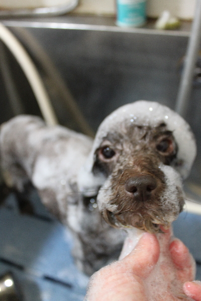 千葉県鎌ケ谷市のトイプードルのシャンプー画像