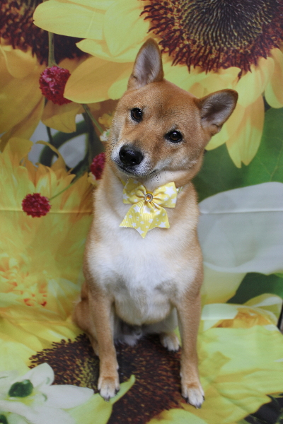 千葉県鎌ヶ谷市の柴犬のトリミング画像