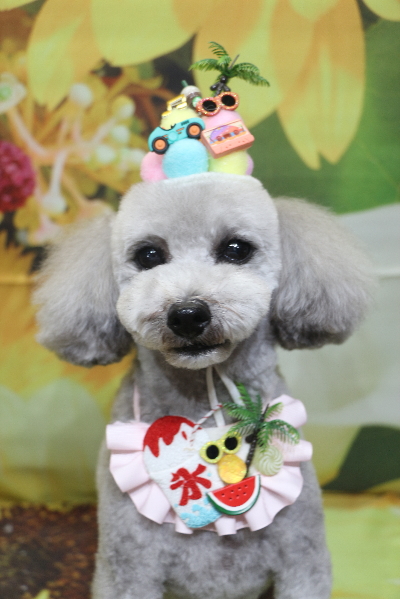 千葉県船橋市のトイプードルのトリミング画像