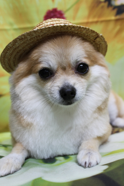 千葉県船橋市のミックス犬のトリミング画像