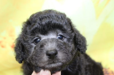 トイプードルブリーダーの子犬、トリミング画像