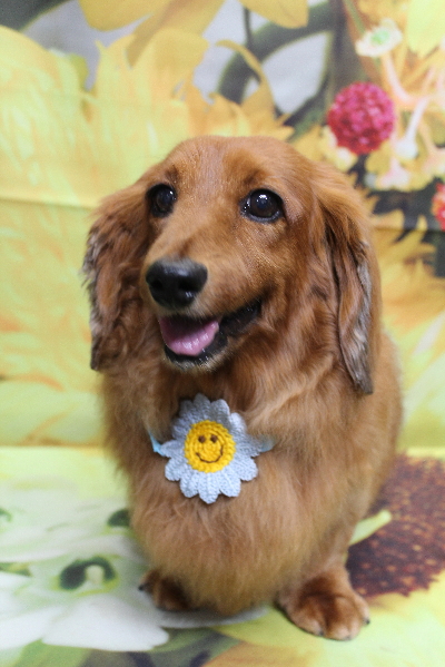 千葉県鎌ケ谷のミニチュアダックスのトリミング画像