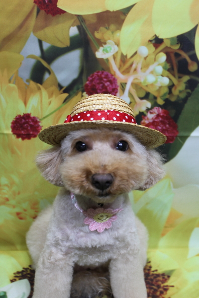 千葉県船橋市のトイプードルのトリミング画像