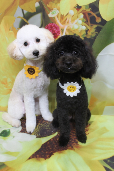 千葉県船橋市のトイプードルのトリミング画像