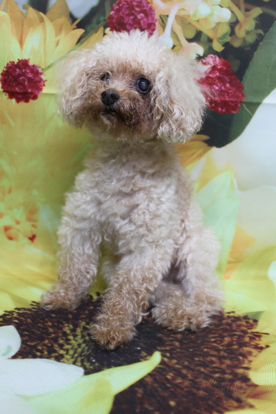 千葉県船橋市のトイプードルのトリミング画像