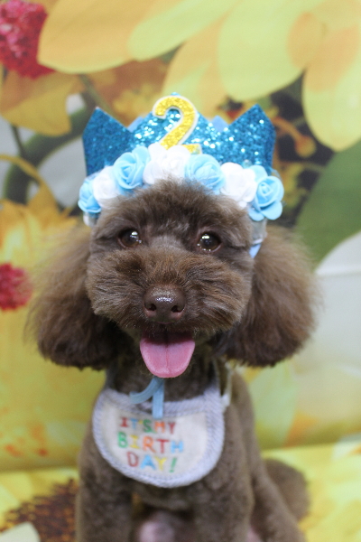 千葉県市川市のトイプードルのトリミング画像