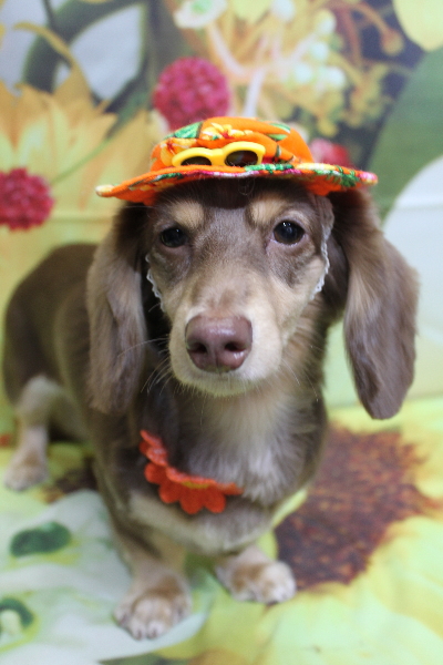 千葉県船橋市のミニチュアダックスのトリミング画像