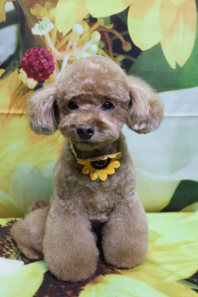 千葉県船橋市のトイプードルのトリミング画像