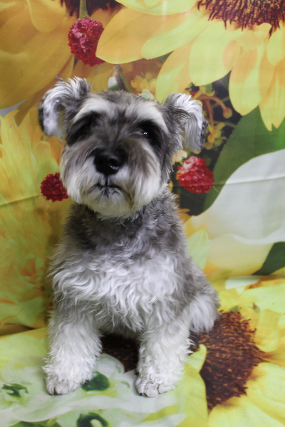 千葉県船橋市のミニチュアシュナウザーのトリミング前画像