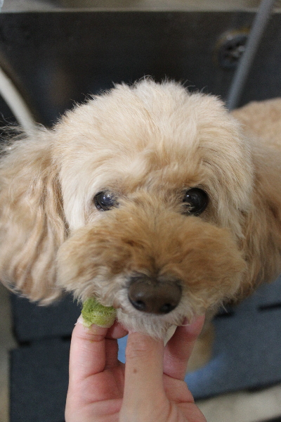千葉県松戸市のトイプードルの歯磨き画像