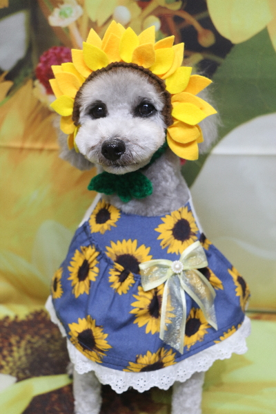 千葉県船橋市のトイプードルのトリミング画像