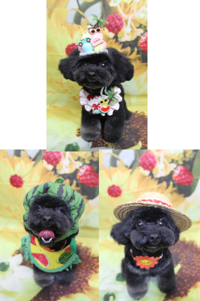 千葉県鎌ヶ谷市のトイプードルのトリミング画像