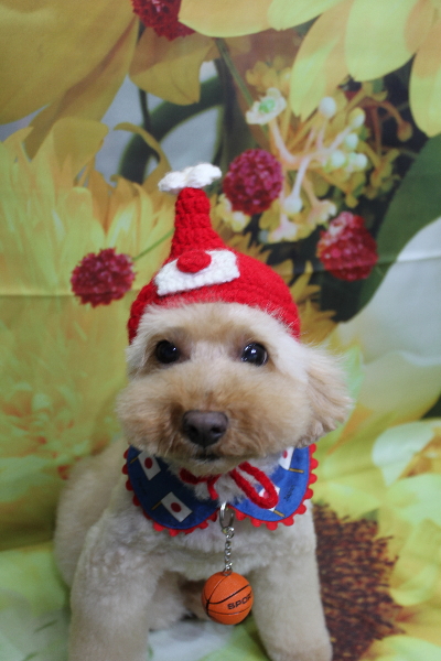 千葉県船橋市のトイプードルのトリミング画像