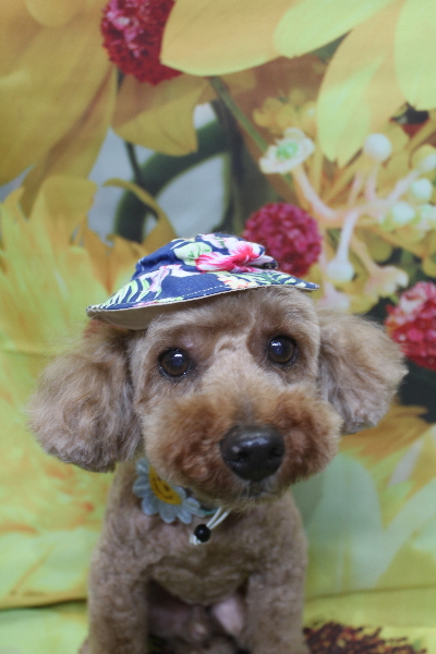 千葉県船橋市のトイプードルのトリミング画像