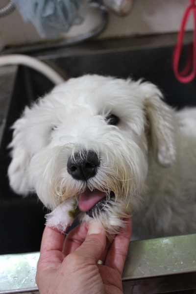 東京都江戸川区のミニチュアシュナウザーの歯磨き画像