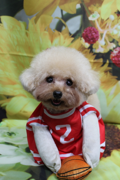 千葉県鎌ケ谷市のトイプードルトリミング画像