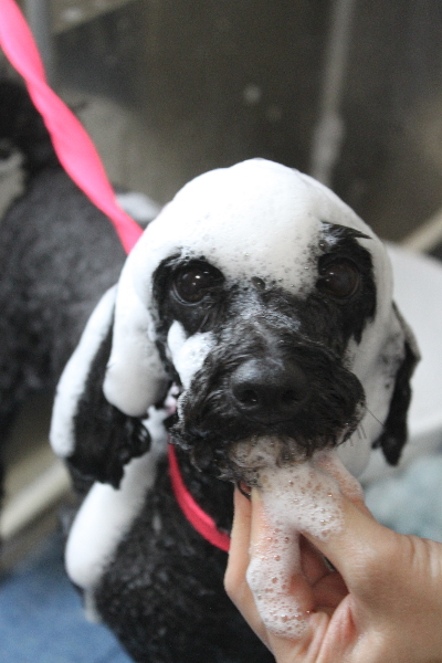 千葉県鎌ヶ谷市のトイプードルのシャンプー画像