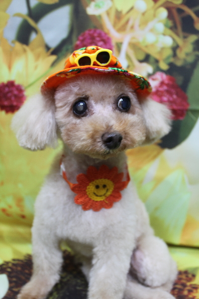 千葉県船橋市のトイプードルのトリミング画像