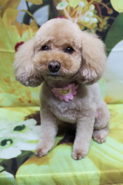 千葉県船橋市のトイプードルのトリミング画像