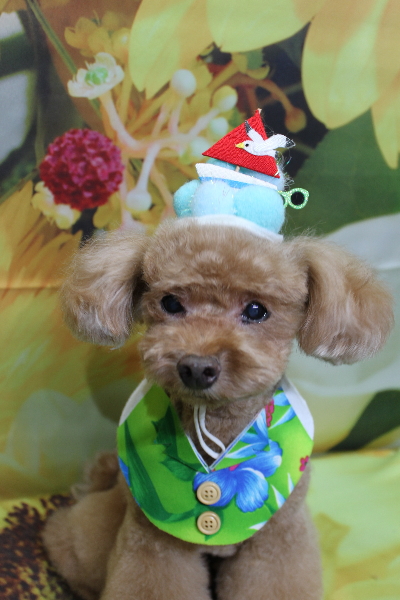 千葉県船橋市のトイプードルのトリミング画像