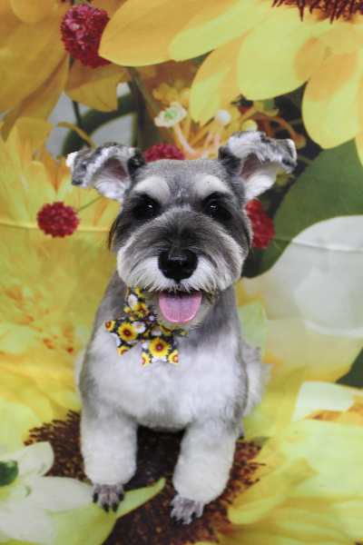 千葉県船橋市のミニチュアシュナウザーのトリミング画像