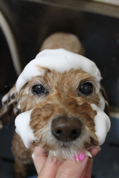 千葉県松戸市のトイプードルのシャンプー画像
