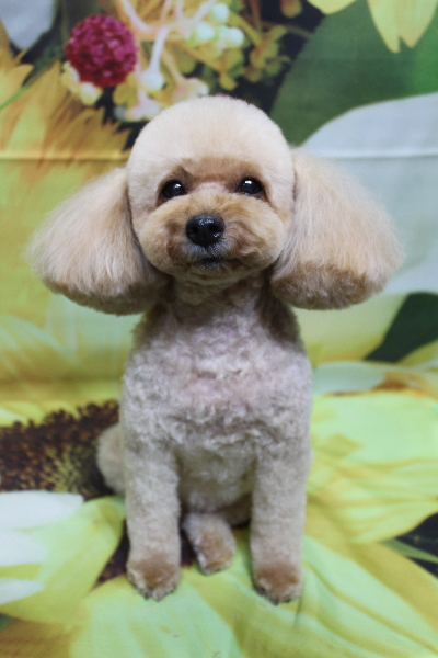 千葉県船橋市のトイプードルのトリミング画像