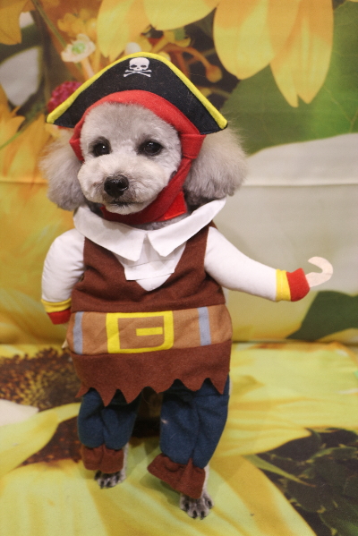 千葉県船橋市のトイプードルのトリミング画像