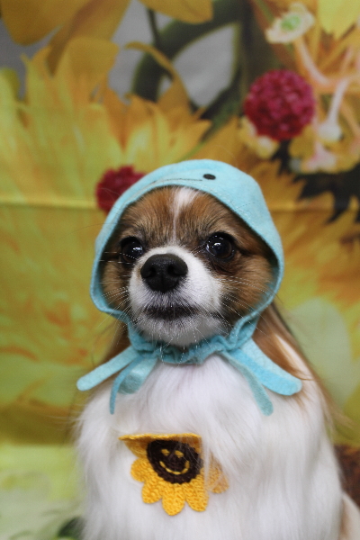 千葉県鎌ヶ谷市のパピヨンのトリミング画像