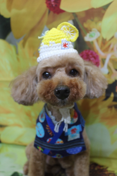 千葉県船橋市のトイプードルのトリミング画像