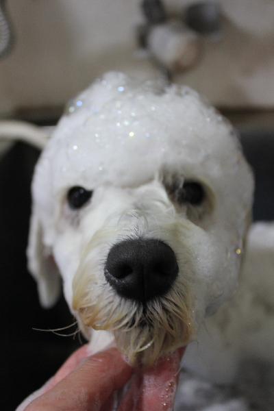 東京都江戸川区のミニチュアシュナウザーのシャンプー画像