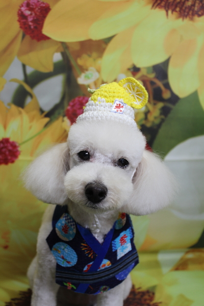 千葉県鎌ヶ谷市のトイプードルのトリミング画像