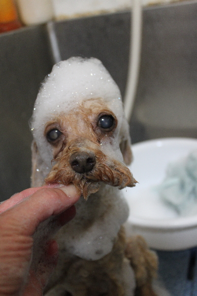 千葉県船橋市のトイプードルの歯磨き画像