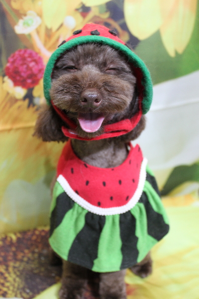 千葉県市川市のトイプードルのトリミング画像