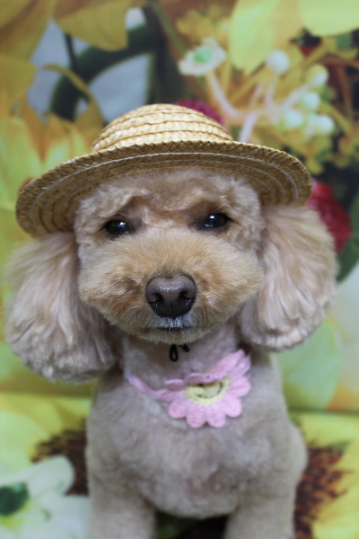 千葉県船橋市のトイプードルのトリミング画像