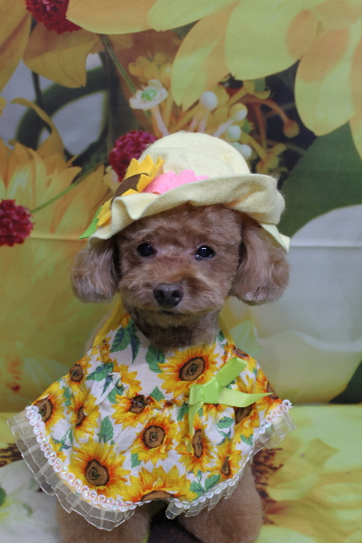 千葉県船橋市のトイプードルのトリミング画像