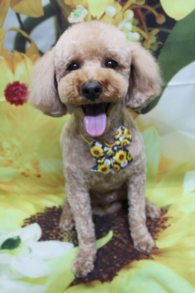 千葉県船橋市のトイプードルのトリミング画像