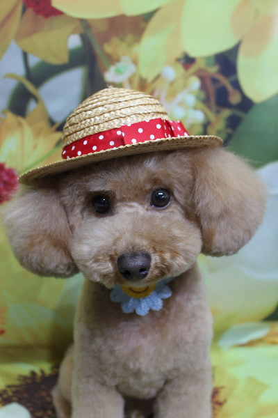 千葉県船橋市のトイプードルのトリミング画像