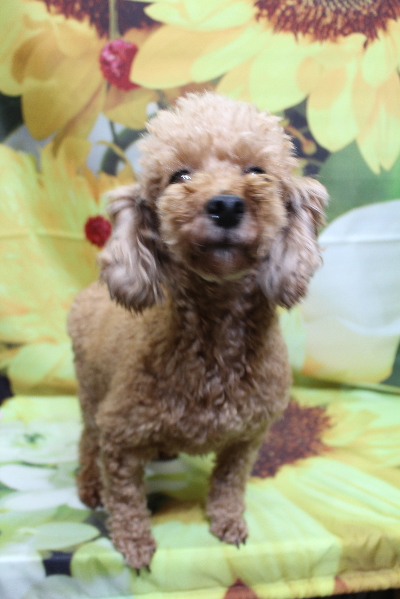 トイプードルブリーダーの成犬、トリミング前画像