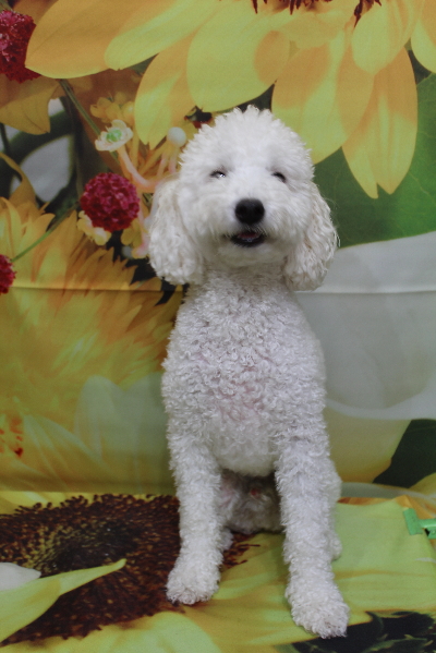 千葉県船橋市のトイプードルのトリミング前画像