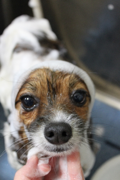 千葉県鎌ヶ谷市のパピヨンのトリミング画像